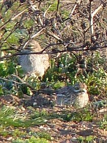 Eurasian Stone-curlews  - Burhinus oedicnemus © John Muddeman